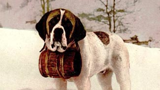 bernhardiner, bernardiner, hund, schnapsfass