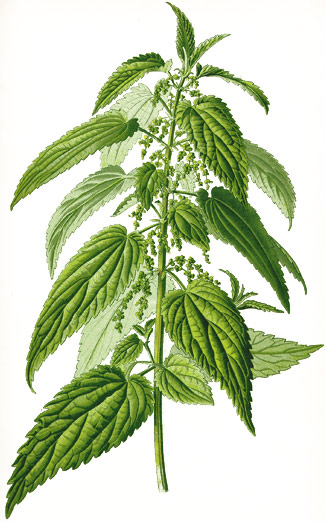 urtica dioica thome brennessel