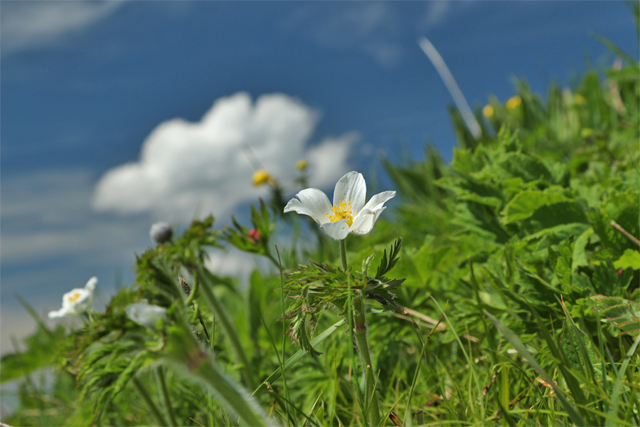 Alpen-Küchenschelle