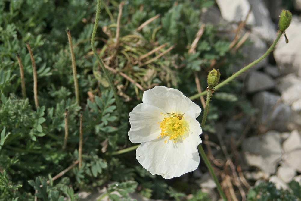 Sendtners Alpenmohn