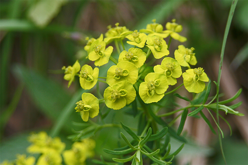 Zypressen-Wolfsmilch