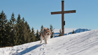 freundlicher vierbeiner