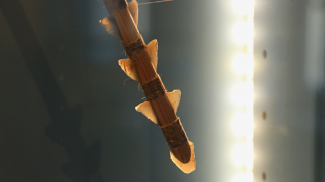 Steinzeitfund Roßhaupten