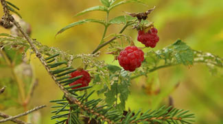waldbuffet