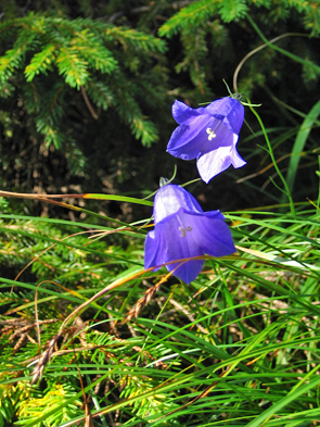 am Wegesrand glockenblume