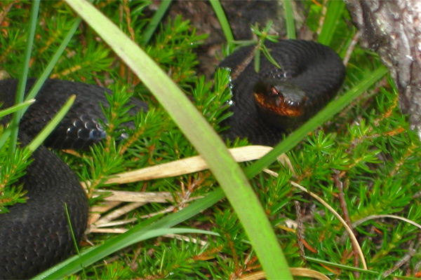 eine Höllenotter (Kreuzotter 'Vipera berus') höllenotter