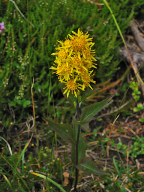 am Wegesrand blume