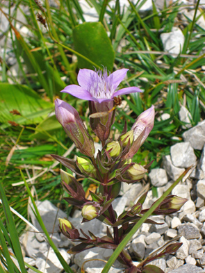 am Wegesrand noch eine blume