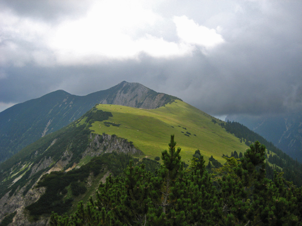 Almweiden am Felderkopf felderkopf