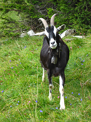 ein Almbewohner almbewohner